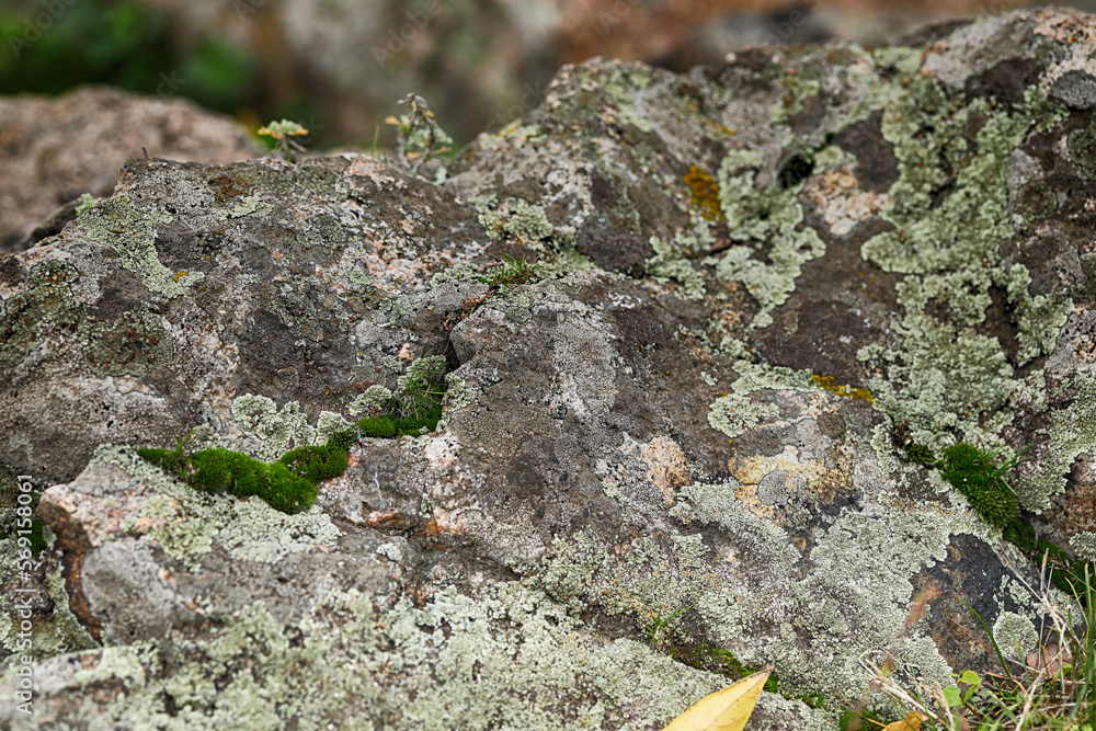 Obraz premium macro with old stone and green lichen pattern