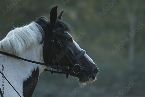 white horse in the stable