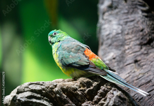 Red-rumped parrot. They got their name for a beautiful melodious voice, similar to the trills of forest birds. However, only males have this ability. The male's abdomen is yellow, and the back, head,