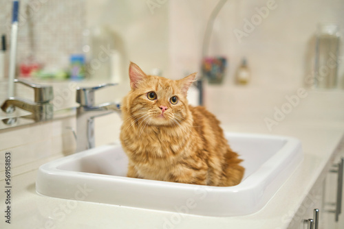 Ginger tabby cat is in the sink. Pet in the bathroom. Cat in a white sink.