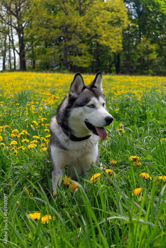 Husky auf Wiese