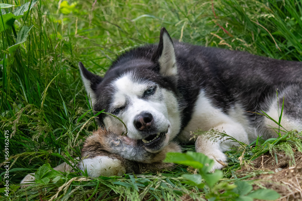 Fressender Siberian Husky