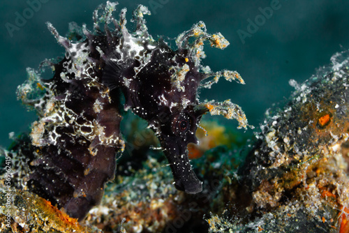 Hippocampus hippocampus - Caballito de mar oscuro photo