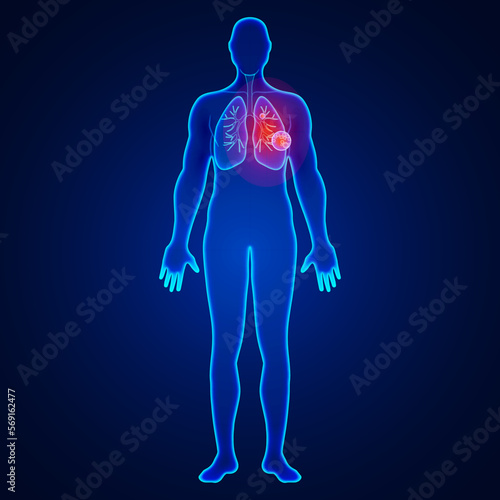 human body anatomy in blue