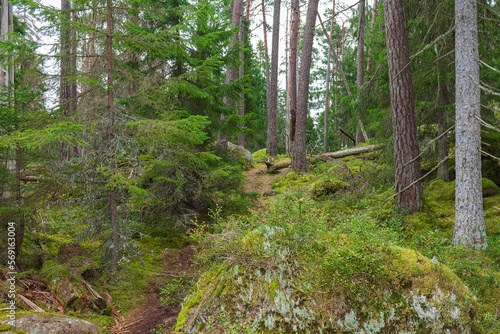 Wald im Nationalpark Norra Kvill in Småland, Schweden
