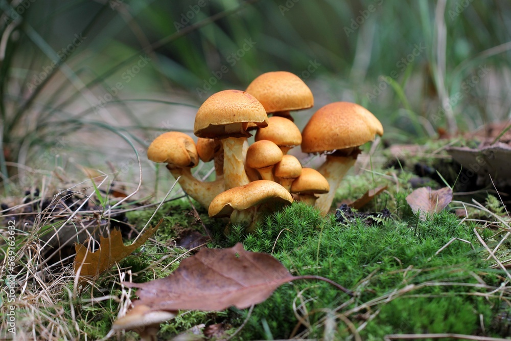 mushrooms - by Linda de Klein mushrooms - by Linda de Klein