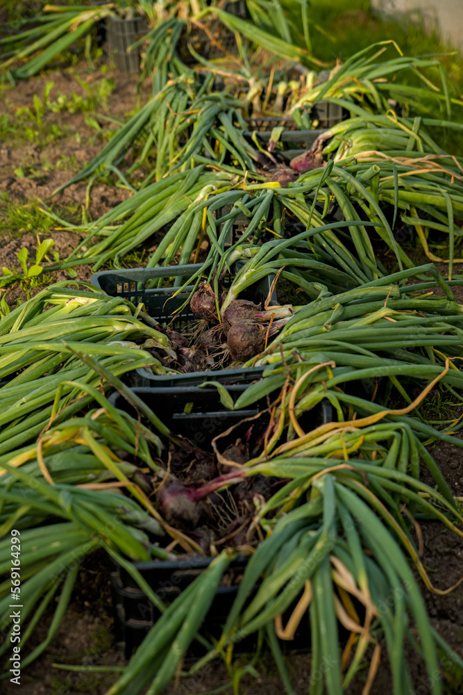 Obraz premium harvest of ripe onions picked in hands in the garden