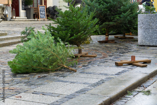 The last unsold Christmas trees are lying on the street