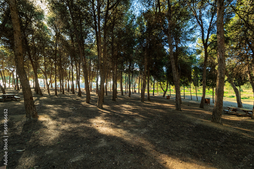 beautiful photographs of a field in malaga with trees and vegetation