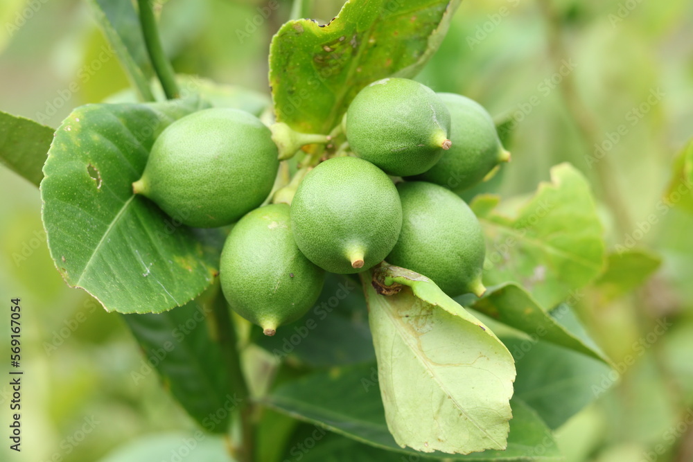 Fototapeta premium Fresh Bergamot oranges and leaves on a tree, green bergamot oranges, citrus trees bearing fruit
