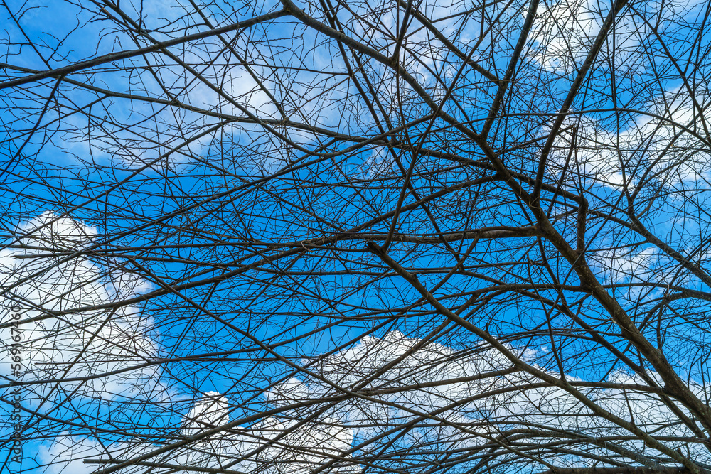 Obraz premium Trees are left with branches Silhouettes of trunks and branches with fluffy clouds blue sky daylight background.