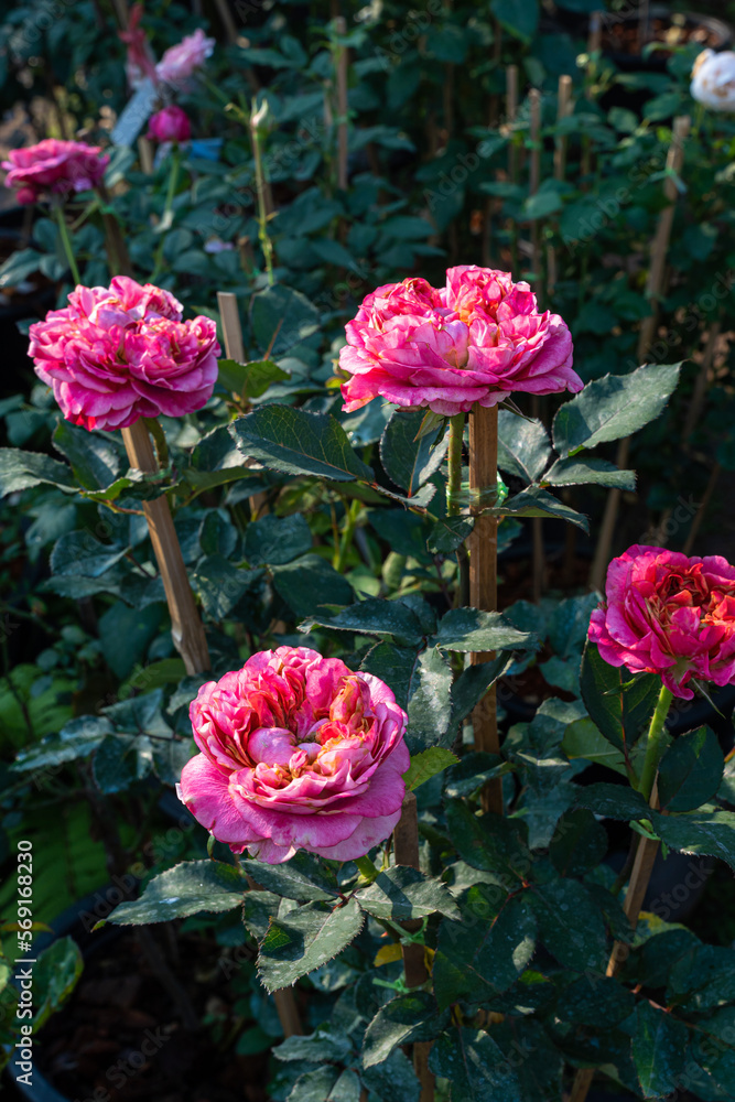 Fototapeta premium pink rose flower blooming in rose's garden on green nature background pink roses flowers Valentine's Day concept