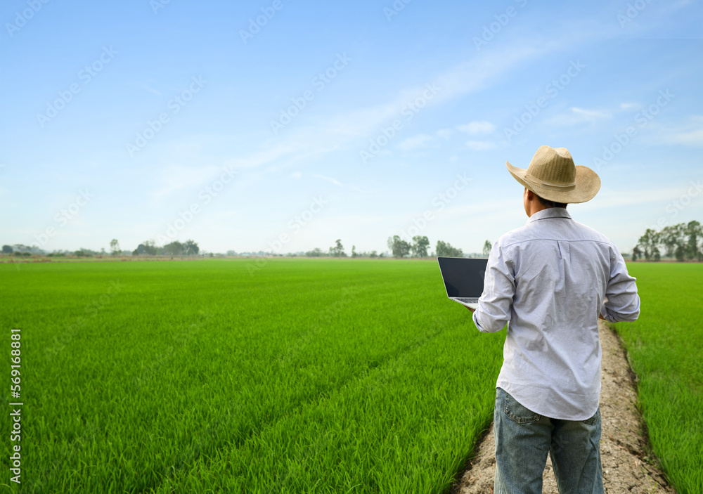 A man holding laptop in young rice plantation field. A man holding laptop in young rice plantation field.