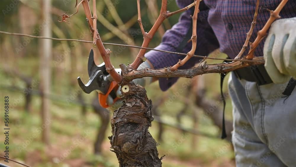Winegrower pruning the vineyard with professional battery scissors. Traditional agriculture. Winter pruning, Guyot method. Footage. Winegrower pruning the vineyard with professional battery scissors. Traditional agriculture. Winter pruning, Guyot method. Footage.