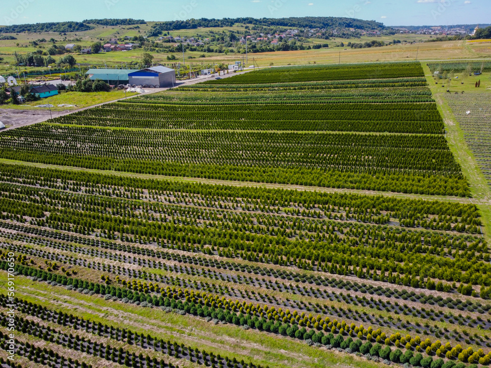 Aerial vIew of fields by drone. Summer Ukraine Lviv region, West Ukraine. 
