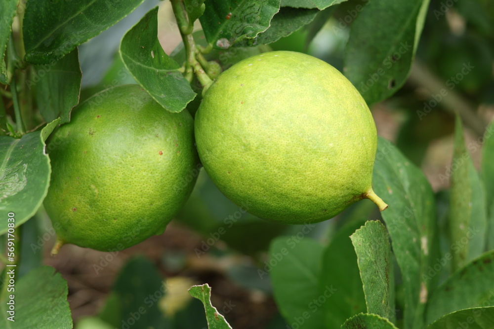 Fresh Bergamot oranges and leaves on a tree, green bergamot oranges, citrus trees bearing fruit