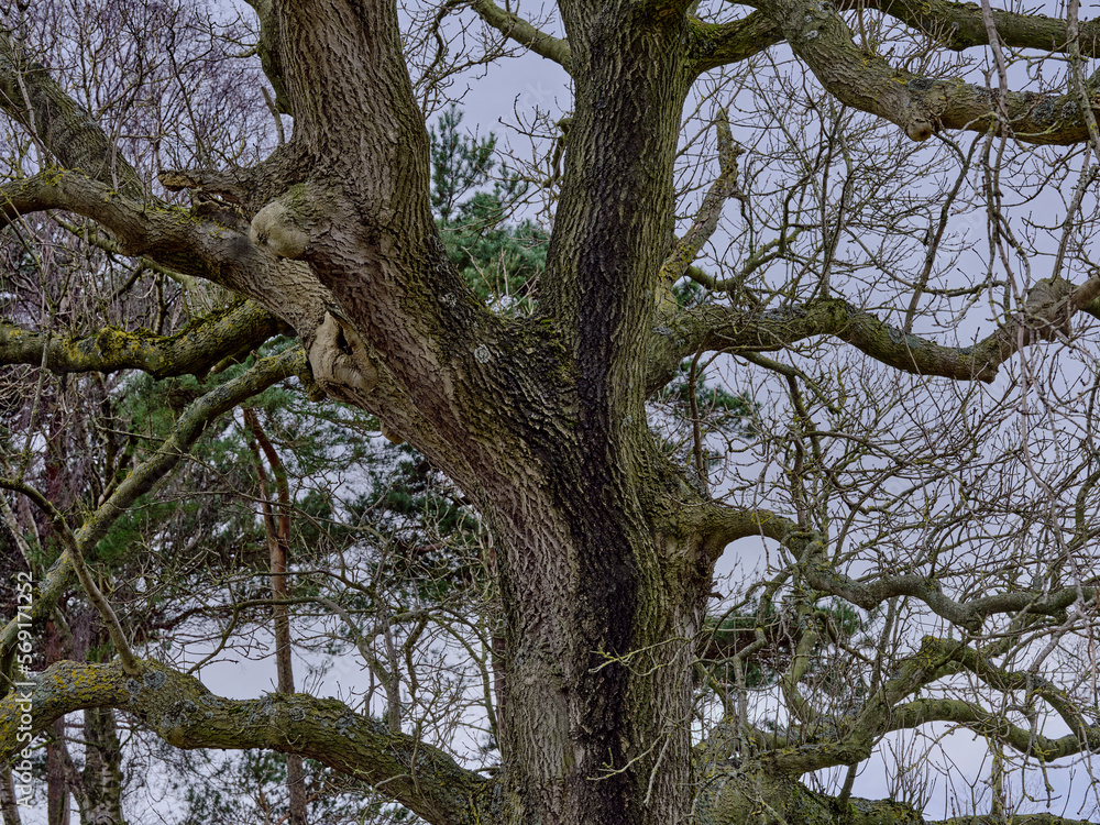 Detail of Oak trunk on a cold February on moorland in Colsterdale. Yorkshire Detail of Oak trunk on a cold February on moorland in Colsterdale. Yorkshire