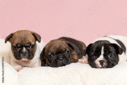 Three cute sleepy puppies of french bulldog lying down on blanket at home