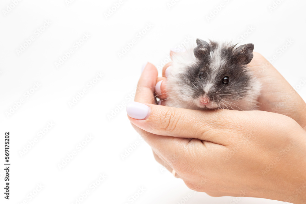 Hamster sitting on womans hand Hamster sitting on womans hand