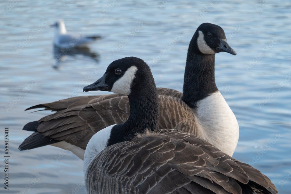 Canada geese beside the Round Pond Kensington Gardens London
