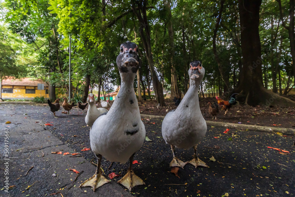 Fototapeta premium with many old trees and chickens in the background three ducks look curiously at the camera in the park. Funny picture of ducks in the park in São paulo