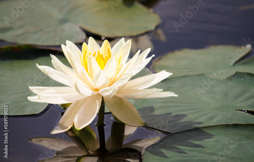 Beautiful white water lily or lotus flower in pond. Royalty high quality free stock footage of a white lotus flower. background is the lotus leaf in a lotus pond at Yokohama Kanagawa Prefecture Japan.