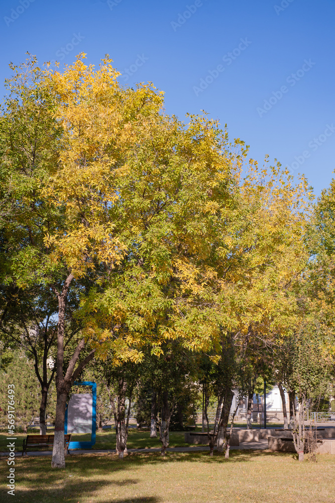 Naklejka premium Old willows by the river in city Park
