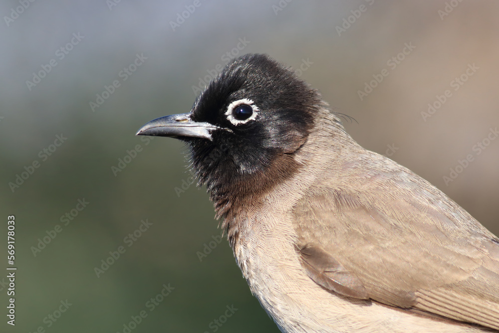 Obraz premium standing on a branch Pycnonotus xanthopygos 