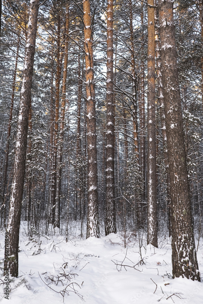 Fototapeta premium The beautiful snowy forest in winter