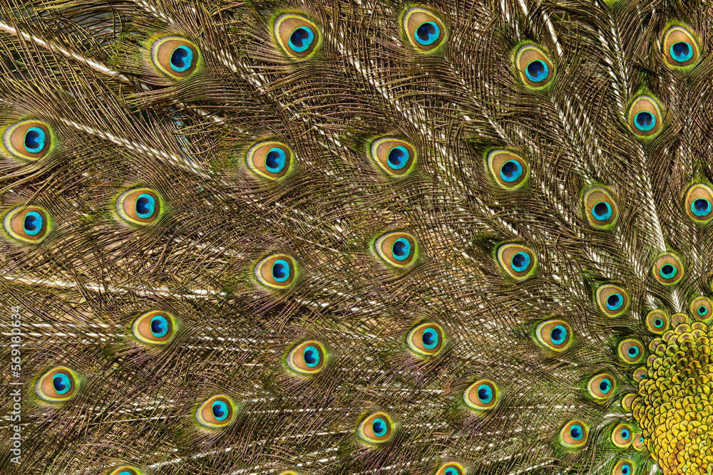 Obraz premium Portrait of beautiful peacock with feathers out