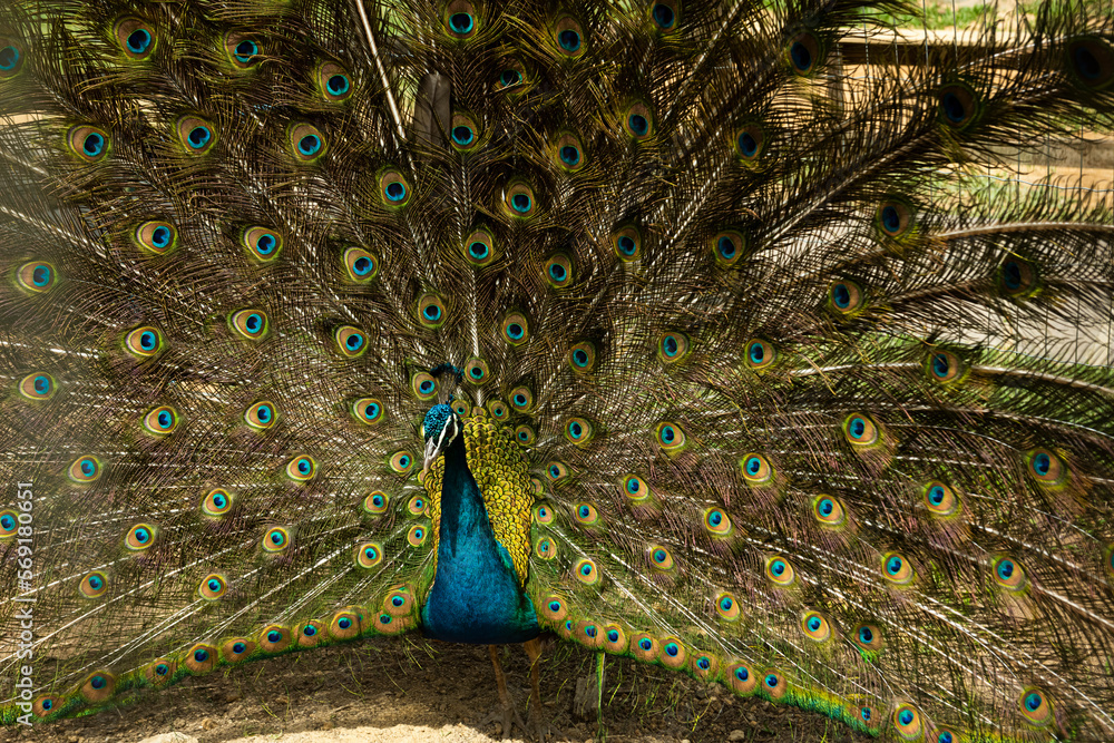 Obraz premium Portrait of beautiful peacock with feathers out
