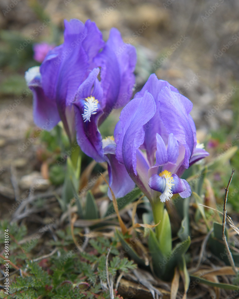 Purple Dwarf iris flower or Iris pumila in coastal hills
