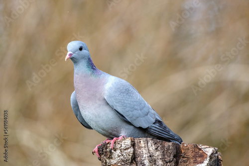 Duif - Pigeon photo