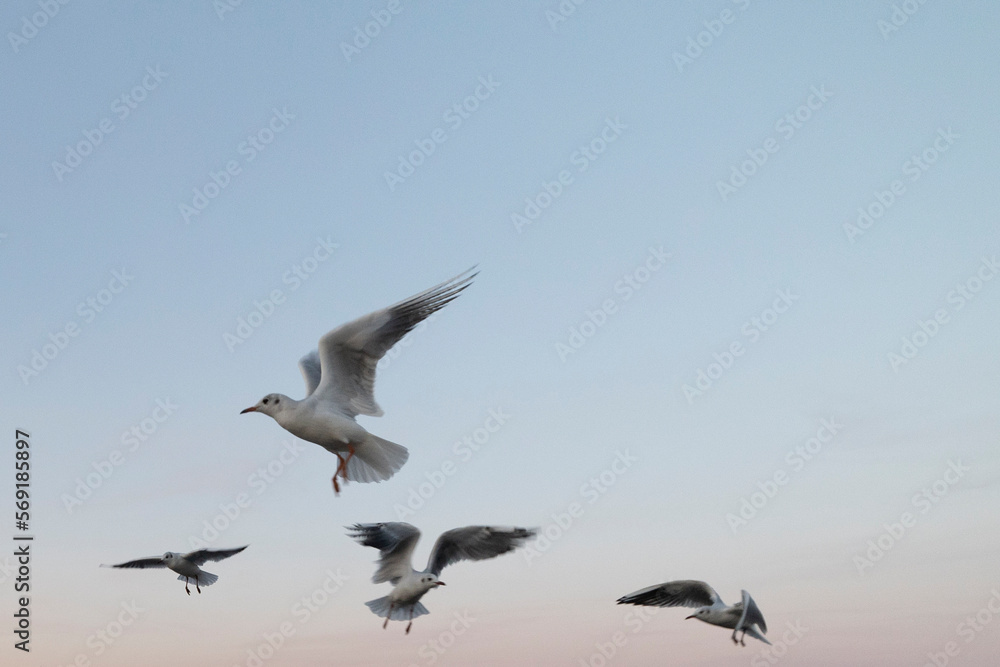 seagulls in flight at the clear sky