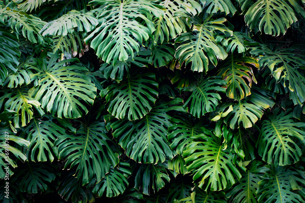 Jungle wall background. Green tropical palm leaves with monstera foliage forest. Jungle wall background. Green tropical palm leaves with monstera foliage forest.