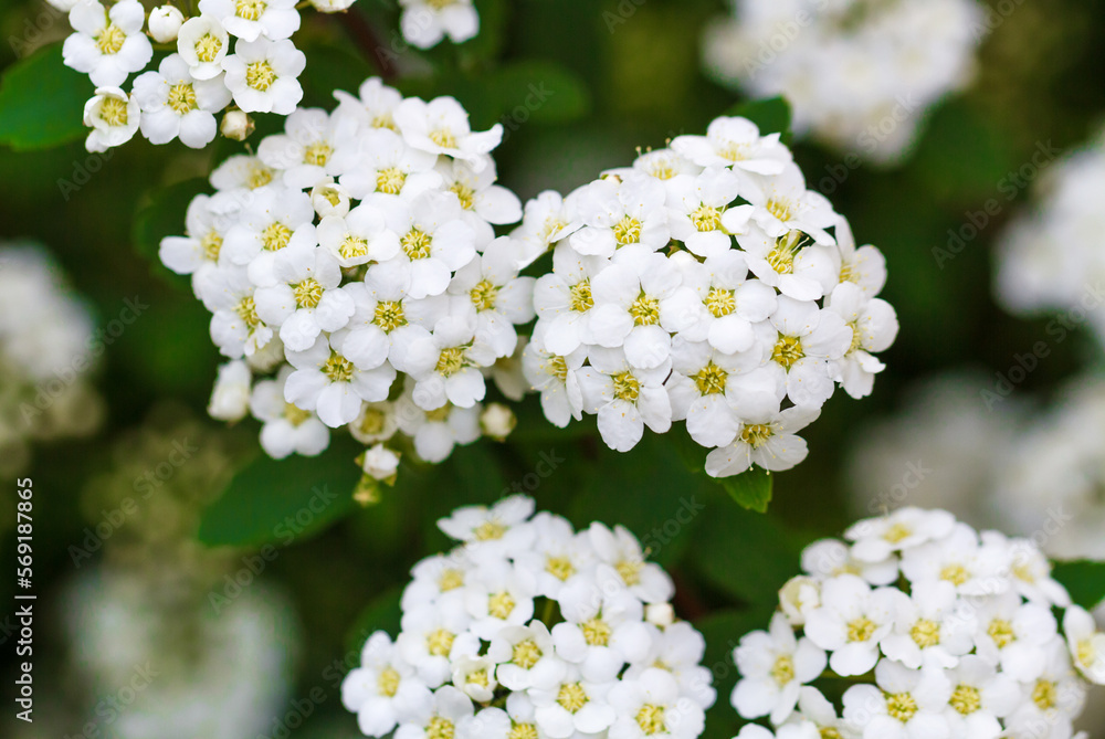 Close-up view of white flowers in botanical garden Close-up view of white flowers in botanical garden