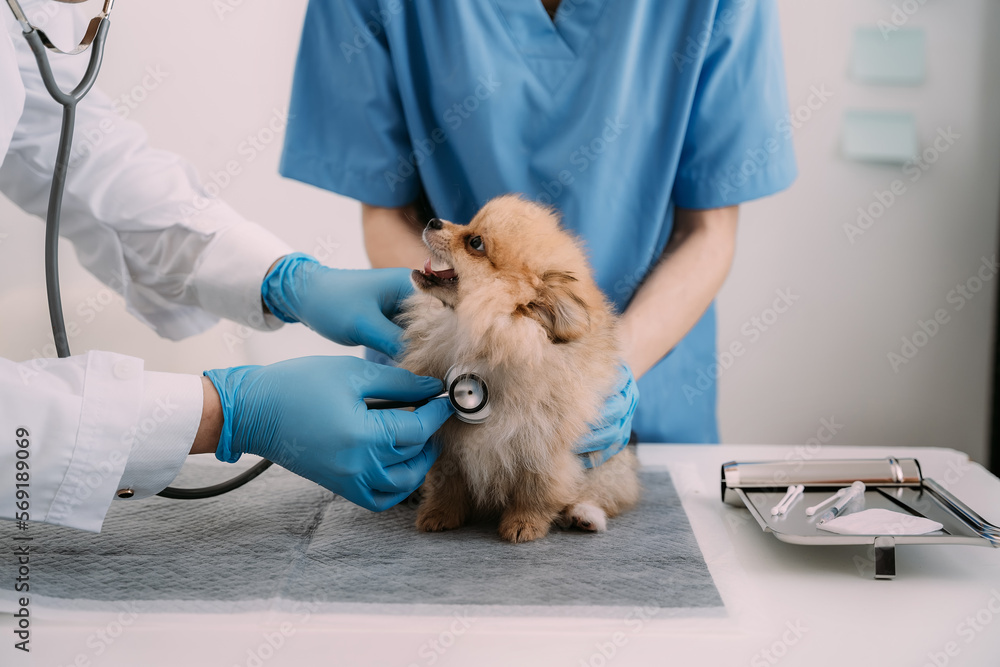 Examine the veterinarian's breath in work clothes, listen to the breath of a small dog, veterinary clinic, pet care concept. Examine the veterinarian's breath in work clothes, listen to the breath of a small dog, veterinary clinic, pet care concept.