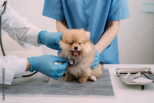 Examine the veterinarian's breath in work clothes, listen to the breath of a small dog, veterinary clinic, pet care concept.