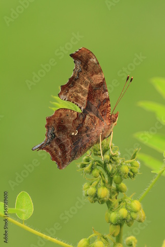 Question mark butterfly (Polygonia interrogationis) closeup