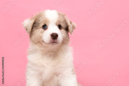 Portrait of cute smiling australian shepherd puppy looking at the camera on a pink background