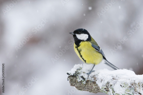 Great tit (Parus major) sitting on a snowy branch in sowfall in winter.