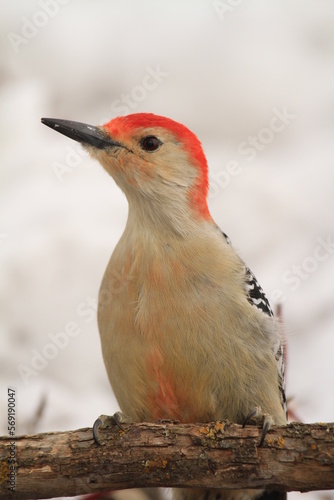 Red bellied woodpecker in the snow © Papilio