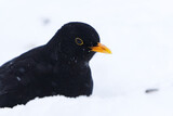 Common blackbird or Eurasian blackbird (Turdus merula) male closeup in the snow in winter in heavy snowfall.
