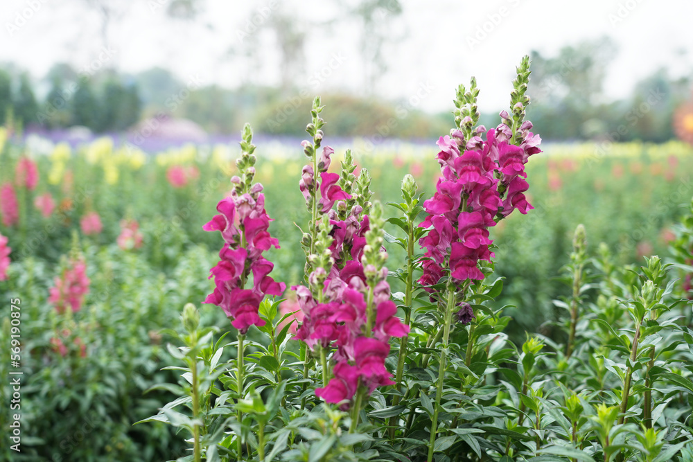 Obraz premium Antirrhinum majus flower (Snapdragon) blooming in the garden.