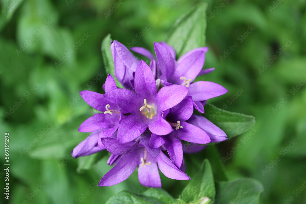 Purple Bell Flowers In The Garden