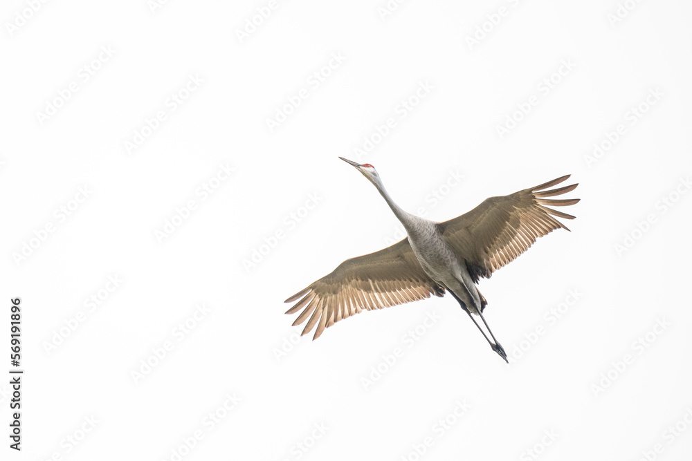 Fototapeta premium birds flying