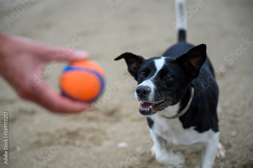 Black and white short haired Border Collie dog on the beach, waiting for the ball.