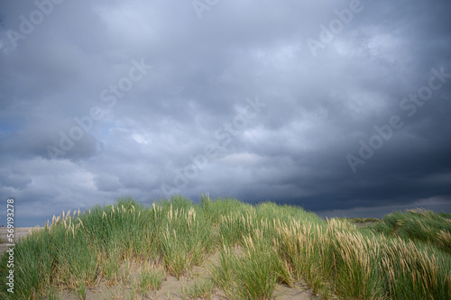 Dutch dunes with European Marram Grass and dark clouds from upcoming thunderstorm