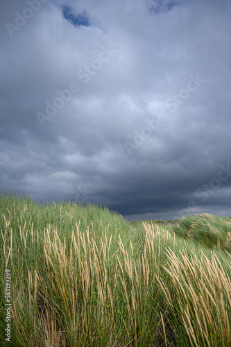 Dutch dunes with European Marram Grass and dark clouds from upcoming thunderstorm