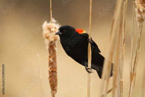 Male red winged blackbird on cattails